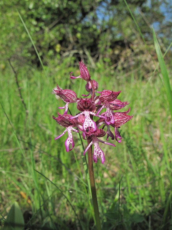 Orchis x angusticruris